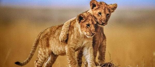 عکس شیر بچه ها