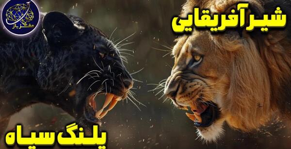 عکس شیر پلنگ سیاه