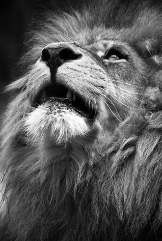 عکس شیر برای پس زمینه کامپیوتر