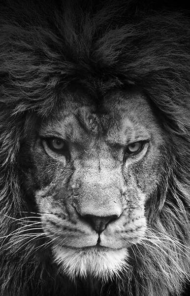 عکس شیر برای پس زمینه کامپیوتر