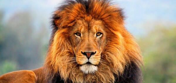 عکس شیر برای پس زمینه کامپیوتر