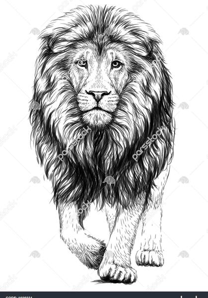 عکس شیر با پس زمینه سیاه