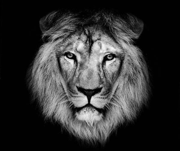 عکس شیر با پس زمینه سیاه