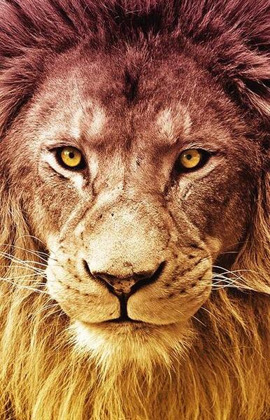 عکس شیر برای تصویر زمینه