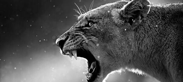عکس شیر برای تصویر زمینه کامپیوتر
