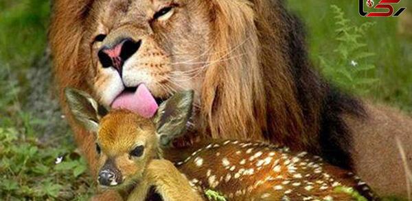 عکس حمله شیر به گوزن