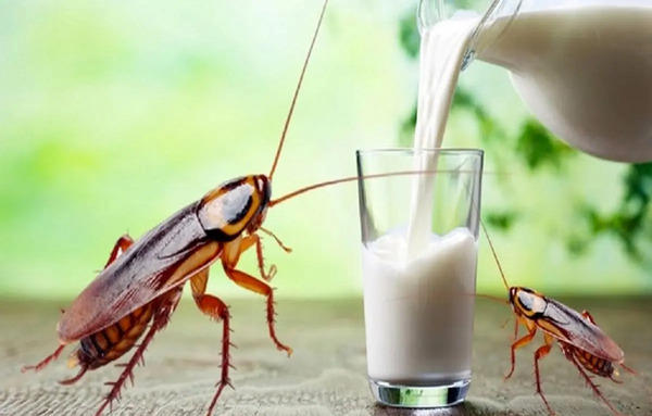 عکس از شیر خوراکی