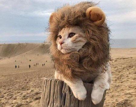 عکس شیرخدا خنده دار