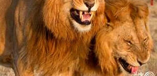 عکس شیرخدا خنده دار