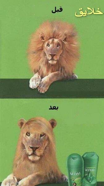 عکس شیرخدا خنده دار