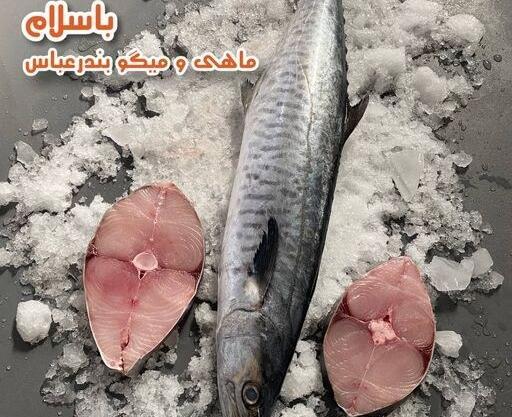 عکس ماهی شیر دریایی