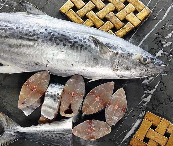 عکس ماهی شیر دریایی