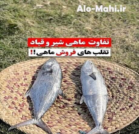 عکس ماهی شیر دریایی