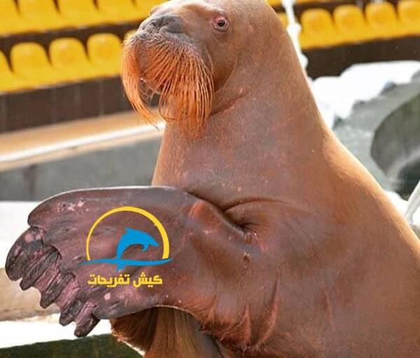عکس بچه شیر دریایی