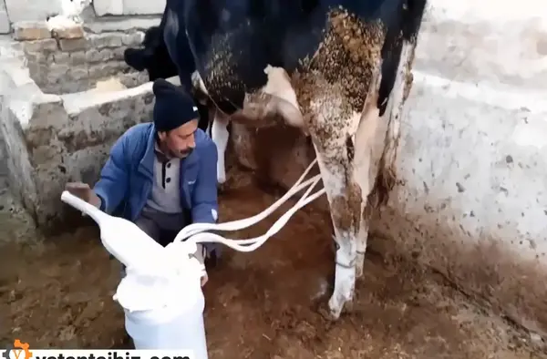 عکس شیر دوش گاو