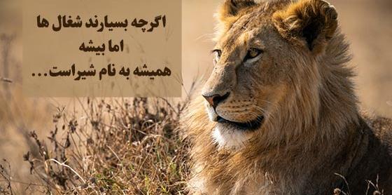 عکس شیر تو قفس