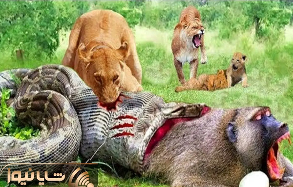 عکس دوتا شیر عاشق