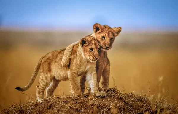عکس دوتا شیر عاشق