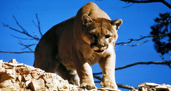 عکس بچه شیر کوهی