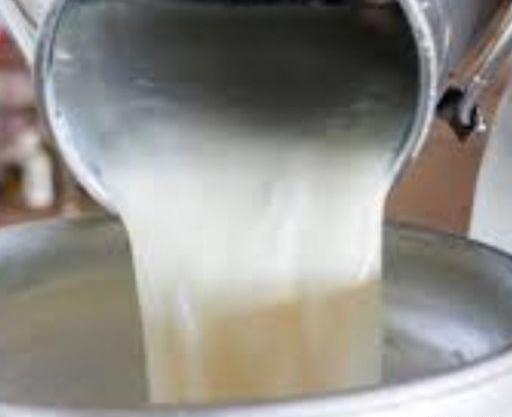 عکس شیر گاوی