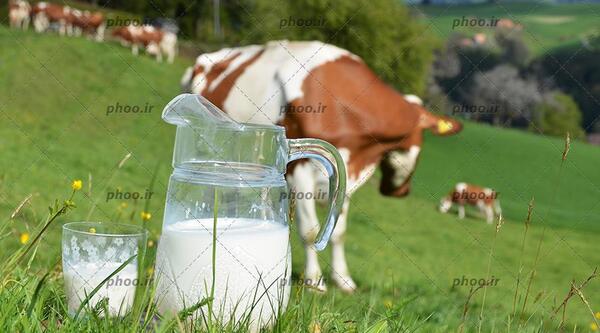 عکس شیر گاوداری