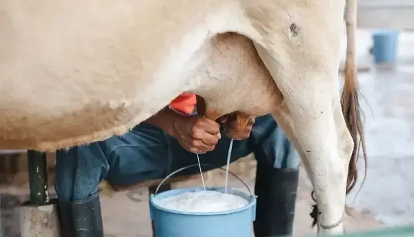 عکس شیر گاوداری