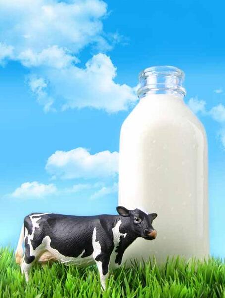 عکس شیر گاوداری