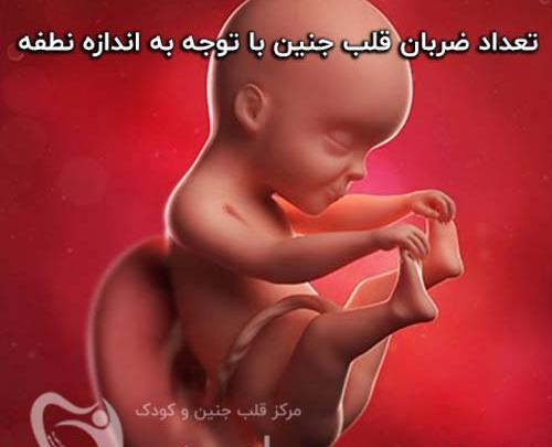هفته عکس ضربان قلب جنین پسر