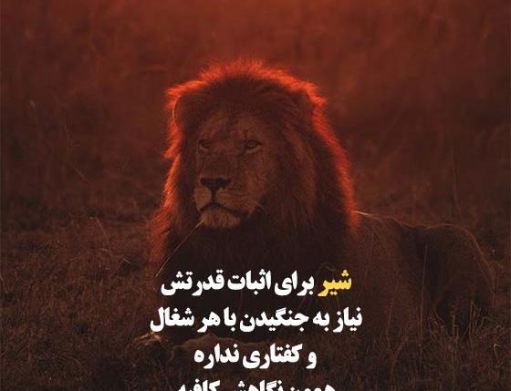 عکس شیر لاتی برای پروفایل
