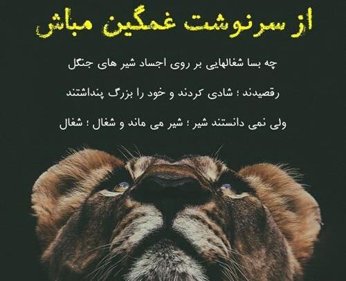 عکس شیر لاتی برای پروفایل