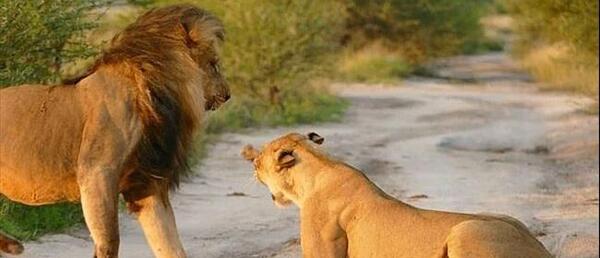 عکس شیر ماده و بچه