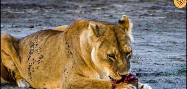 عکس شیر ماده و بچه اش
