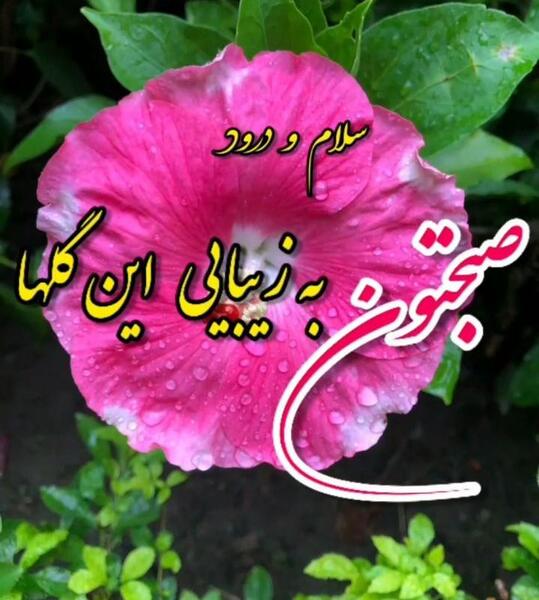 عکس دانلود تصاویر صبح بخیر متحرک