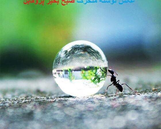 عکس نوشته متحرک صبح بخیر