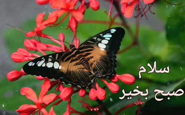 عکسهای متحرک صبح بخیر