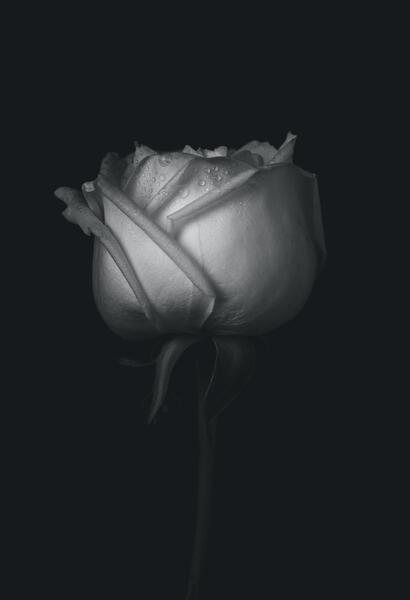 عکس صفحه گوشی گل سیاه