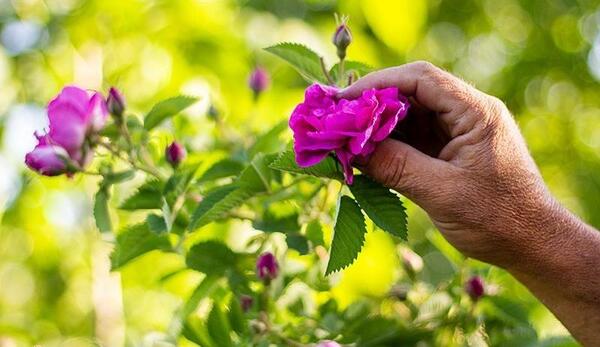 عکس صلوات با گل محمدی