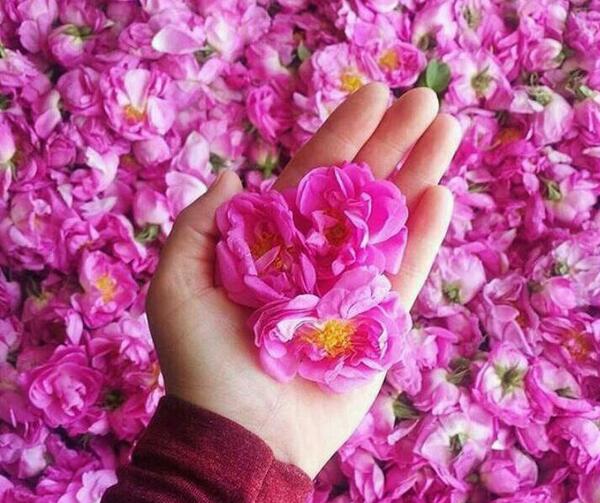 عکس صلوات با گل محمدی