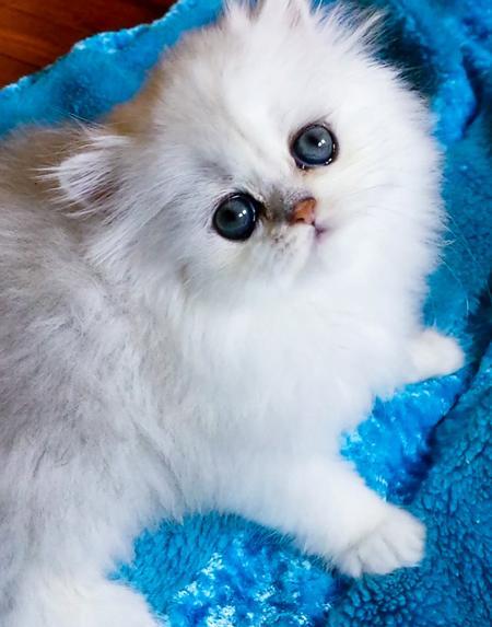 عکس گربه ناز برای صفحه گوشی
