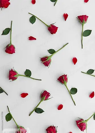 عکس گل رز قرمز برای صفحه گوشی