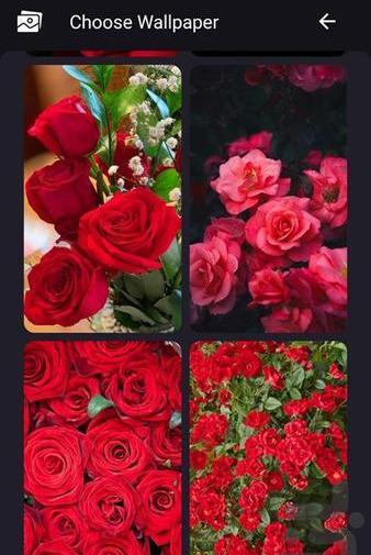 عکس گل رز قرمز برای صفحه گوشی