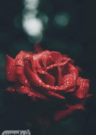 عکس گل رز قرمز برای صفحه گوشی