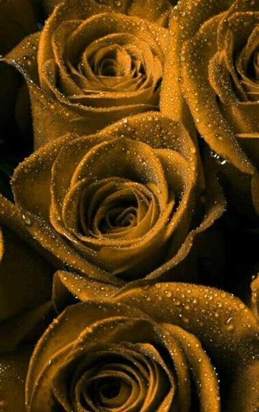 عکس برای صفحه گوشی گل
