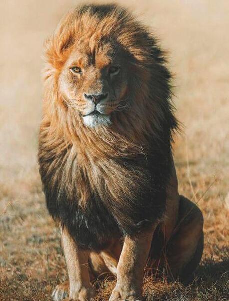 عکس شیر رو صفحه گوشی