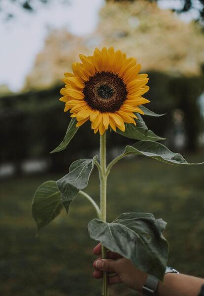 عکس گل زرد برای صفحه گوشی