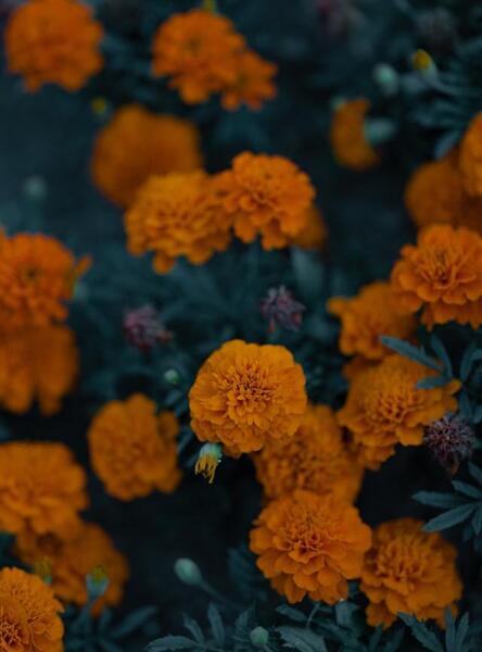 عکس گل زرد برای صفحه گوشی