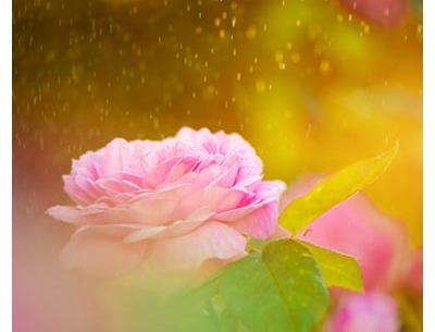عکس گل زرد برای صفحه گوشی