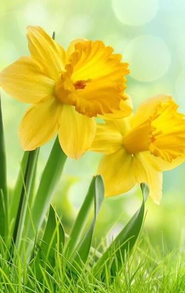 عکس گل زرد برای صفحه گوشی