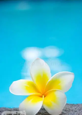 عکس گل زرد برای صفحه گوشی