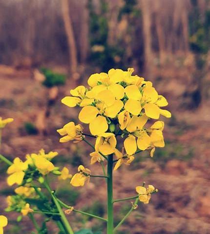 عکس گل زرد برای صفحه گوشی